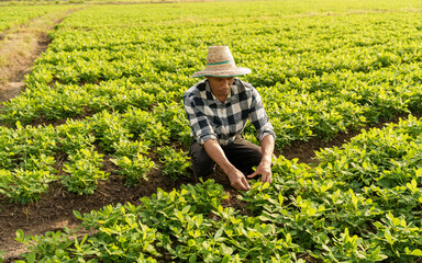 Smart farmers read or produce quality reports and insect bites on peanut leaves. Target farming with vintage template on sunlight agriculture concept, asia man farmer worker