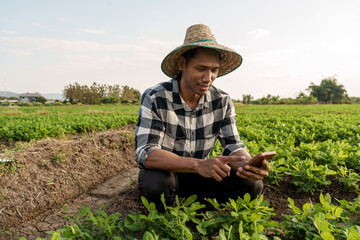 The concept of natural farming. Farmers hand touching the green leaves of wheat in the field Agriculture. protect the cultivation ecosystem, asia man farm worker, hands touching peanut leaf