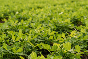 Fresh, green Peanuts growing in a field, The peanut, also known as the groundnut, goober, pindar, or monkey nut, and taxonomically classified as Arachis hypogaea