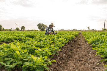 Fresh, green Peanuts growing in a field, The peanut, also known as the groundnut, goober, pindar, or monkey nut, and taxonomically classified as Arachis hypogaea