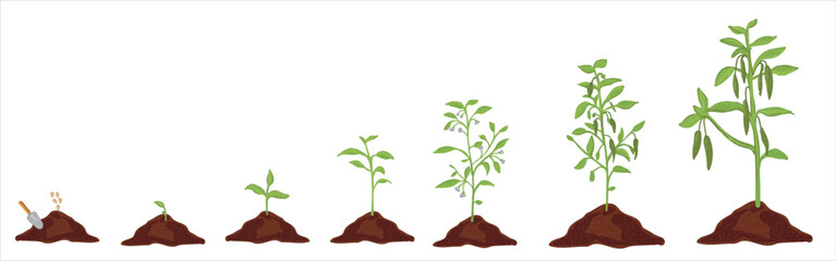 Growth stages of green pepper plant. Green pepper growing stages vector illustration