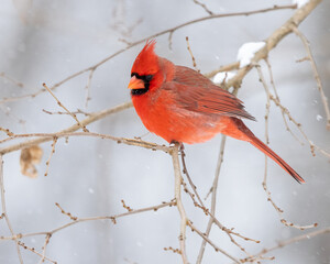 Red Male Northern Cardinal perched on snow covered branch. 