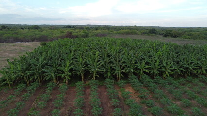 PERÍMETRO IRRIGADO ARARAS NORTE EM VARJOTA