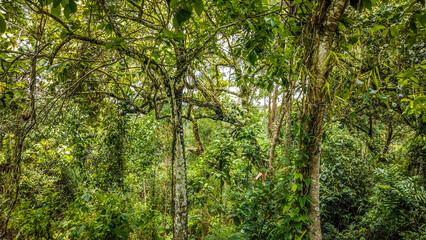Brazilian forest close-up for background