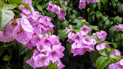 Beautiful purple flowers and green plants for background