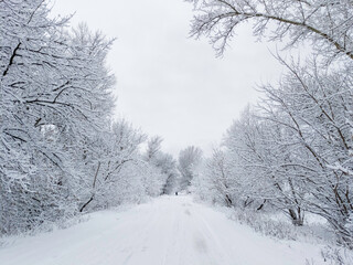 Fototapeta premium Winter snow trees, park road perspective. White alley in forest. Snowy tree rows and white sky.