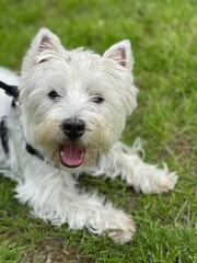 west highland white terrier