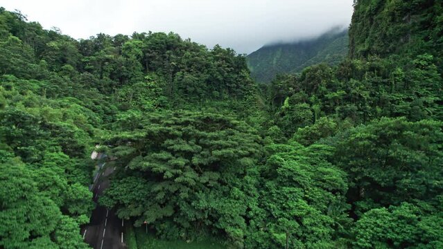 Martinique, route dans la for&ecirc;t tropicale