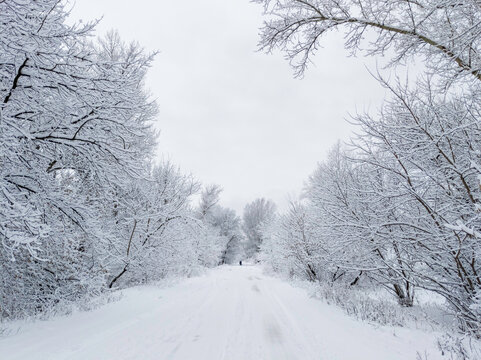Winter snow trees, park road perspective. White alley in forest. Snowy tree rows and white sky.
