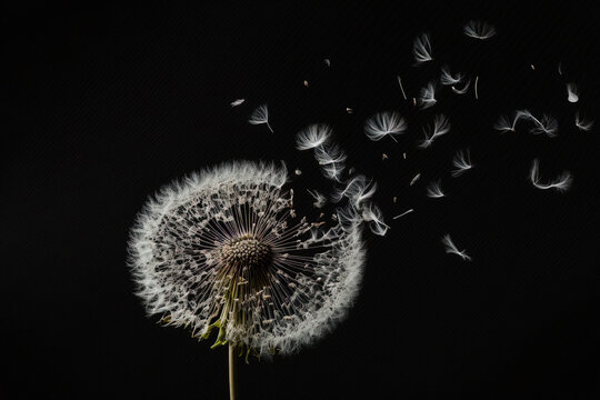 On a dark backdrop, dandelion seeds are seen flying off a flower in a photograph of botany and bloom growth. Generative AI