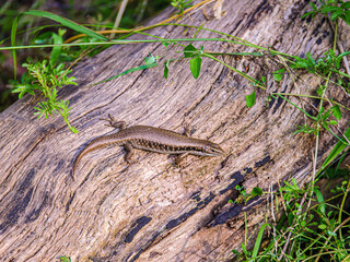 Skink On Log