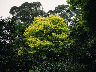 Obraz premium Trees in the park