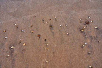 shells on the beach