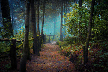 Fototapeta premium path in the woods
