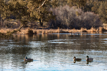 Deschutes River at Cline Falls Recreation Area. Ducks and geese in serene, calm river