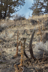 Interesting Plants by the Cline Falls Waterfall, Oregon