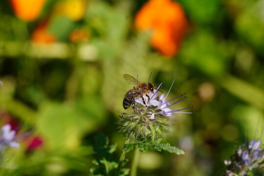 Biene auf Blüte der Phacelia