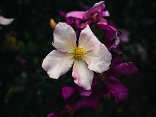 close up of a flower