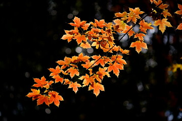 紅葉
