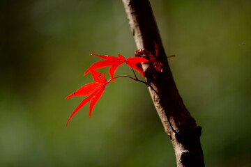 紅葉
