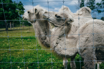white camels behind the fence in the zoo