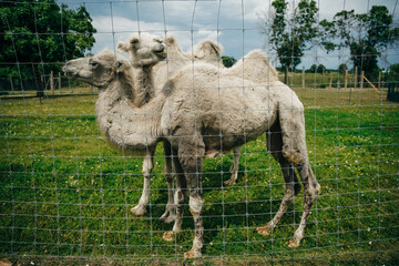white camels behind the fence in the zoo