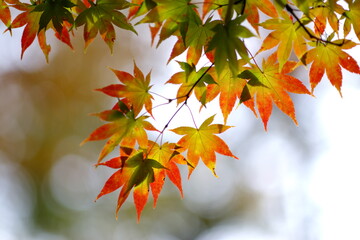 紅葉