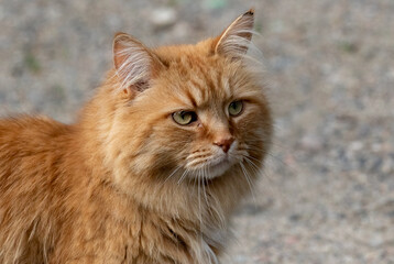 Naklejka na ściany i meble A very beautiful long haired feral orange tom cat photographed in a small neighborhood. Wild cats seem to roam very freely in the residential neighborhoods. Portrait head shot of a domestic animal.
