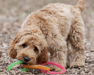 A small mixed breed puppy dog plays with bright colored plastic toy at a local dog park. The small doodle mixed dog is outside and playing in a fenced in area off leash.   Close up image of a pet. 