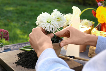 Woman transplanting flower into pot in garden, closeup
