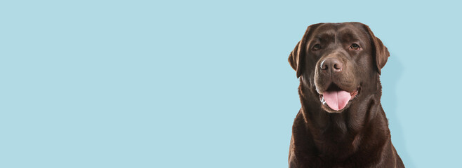Happy pet. Cute chocolate Labrador retriever dog smiling on pale light blue background, space for...