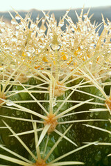 Fototapeta premium A barrel cactus with a multitude of sharp spikes filled with water blobs