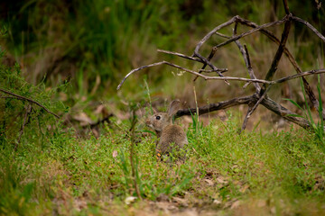 Australian European Rabbit