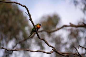 Australian Rainbow Lorikeet