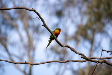 Australian Rainbow Lorikeet