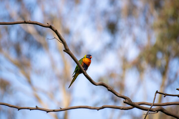 Australian Rainbow Lorikeet