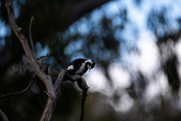 Australian Magpie Lark
