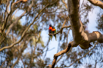 Rainbow Lorikeet Mating Couple