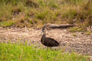 Pacific Black Duck Victoria Melbourne Australia