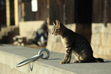 港を見守る子猫