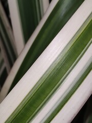 Leaf of white and green