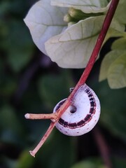 Snail on a branch