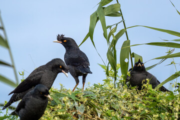 Close up of a crested myna (Acridotheres cristatellus) standing or sitting on a green bush