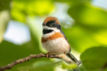 Close up of a black-throated bushtit (aegithalos concinnus) standing or sitting on a branch