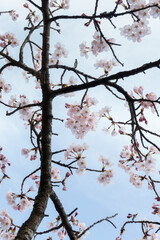 Pink cherry blossoms against a blue sky. Japan. Vertical format.