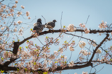 Two birds perched on a blooming cherry blossom tree. Tokyo, Japan.