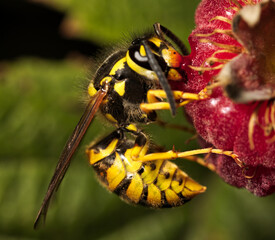 Close-up from the side of a wasp eating a raspberry.