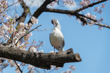 Bird perched on a cherry blossom tree and pruning its feathers. Tokyo, Japan.