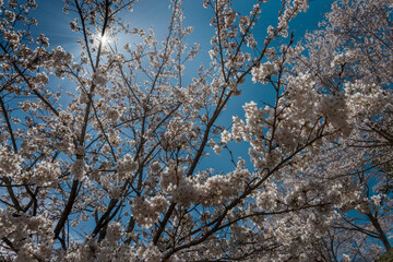 Sunbeams shining through cherry blossom trees. Japan.