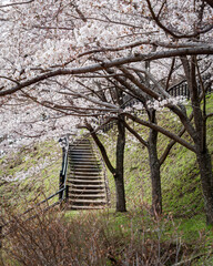 Stone steps leading up to cherry blossoms. Japan. Vertical format.